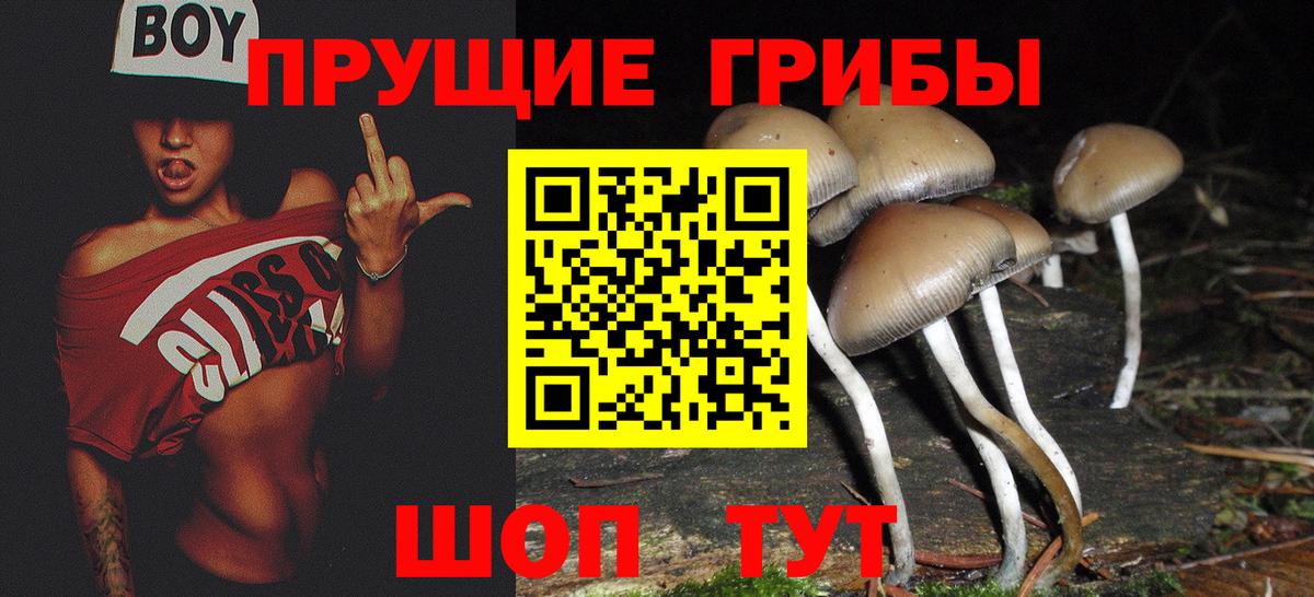 Галлюциногенные грибы Psilocybe Шуя