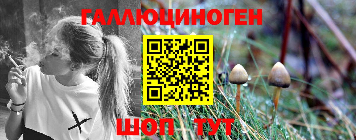 Шуя  Галлюциногенные грибы Cubensis  Псилоцибиновые грибы MAGIC MUSHROOMS  Вход с VPN 